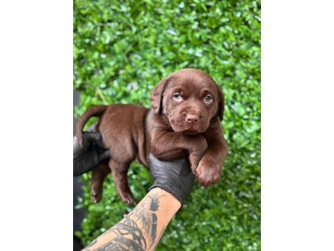 Burkemden a kan labrador yavrularımız