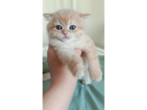 Safkan british shorthair bebeklerimiz