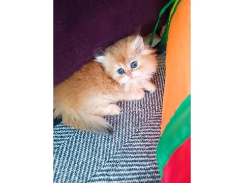 Muhteşem güzellikte golden british longhair yavrular