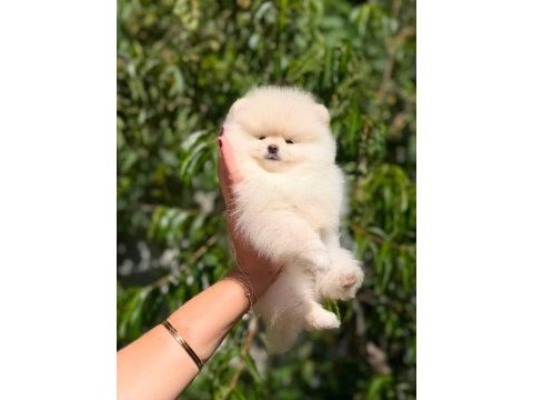 Oyuncak değil gerçek pomeranian boo
