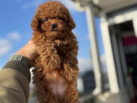 Boy ve kg ram garantili tea cup kore poodle 