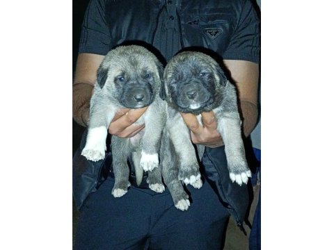 Dişi erkek safkan sivas kangal yavrular