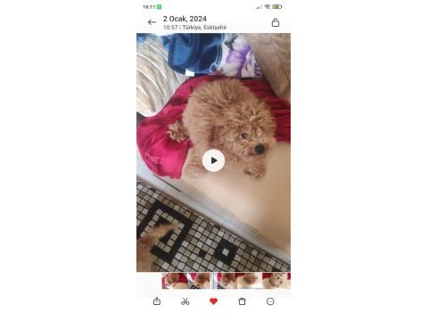 23 temmuz doğumlu erkek toy poodle