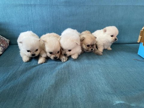 Pomeranian bebekler