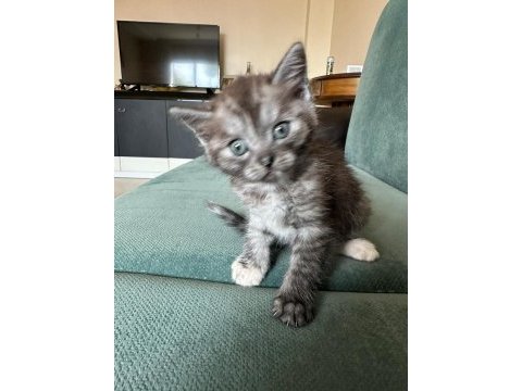 British shorthair dişi bebek
