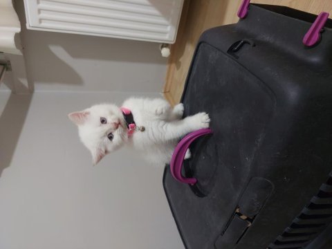 British shorthair prensesim hazır
