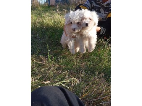 Uygun bütçeli havanese yavrular 0 numara