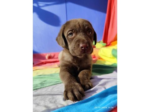 Üreticiden a plus kalite labrador yavrular