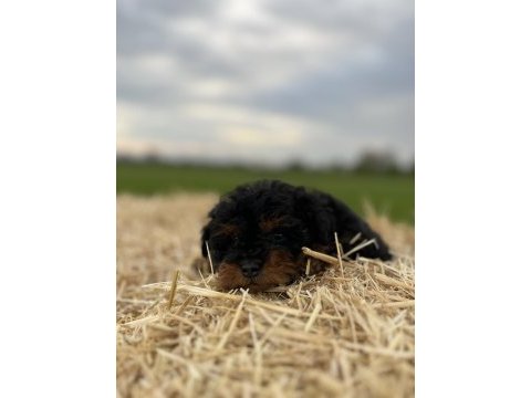 Black tan maltipoo eşsiz güzellikte yavrumuz