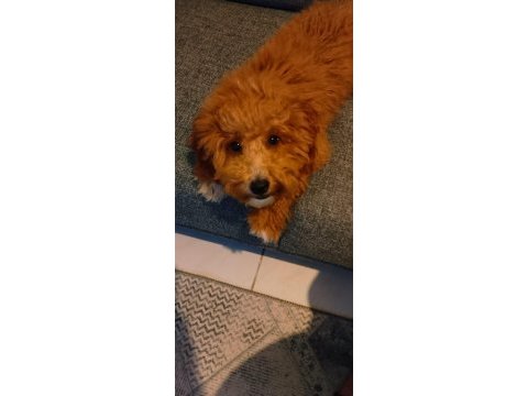 Yetişkin dişi maltipoo