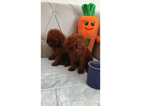Kuyruksuz kore poodle red brown bebekler