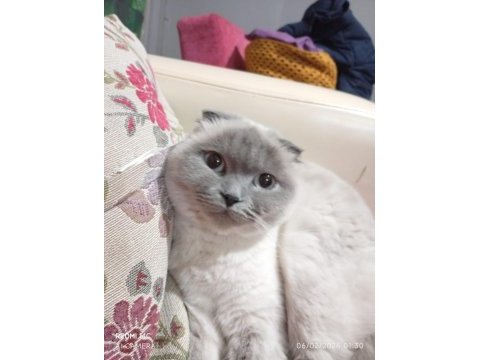 Scottish fold blue point sahiplendirme