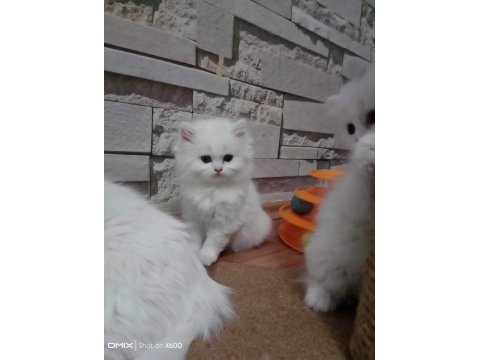 British longhair yavruları vonalp garantisiyle