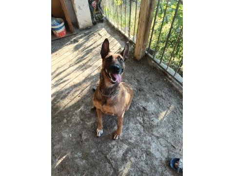 30 günlük ırk garantili oyuncu hırslı malinois yavrular