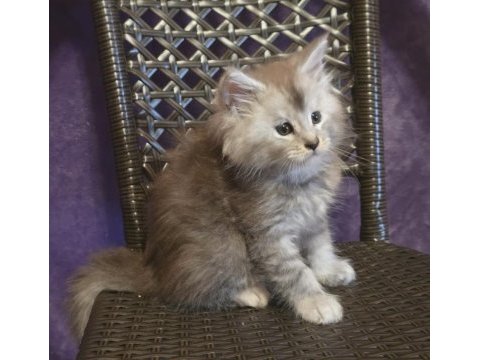 Şecereli maine coon erkek ns24