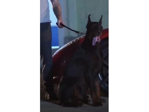 Fci secereli dev adayı king doberman