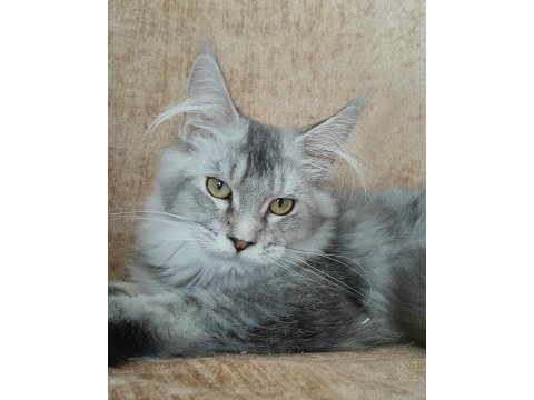 Mini coon yavru kedimiz