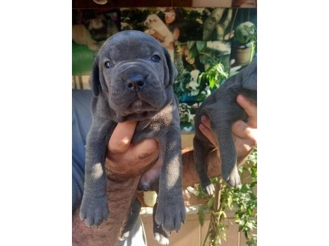Blue cane corso yavrularım