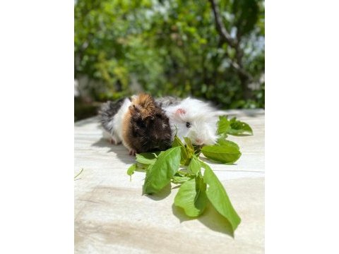Sevinli guineapig