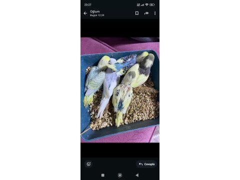 Muhabbet kuşu 1 aylık
