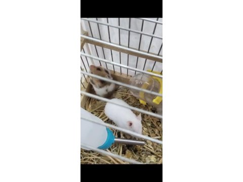 Yavru hamsterlar