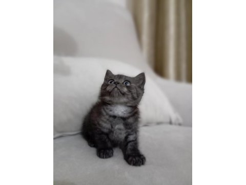 British shorthair yavrular