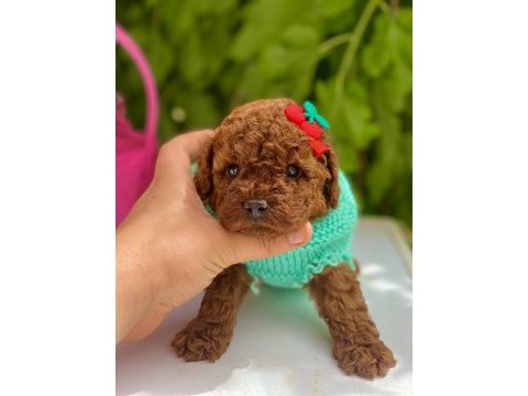Poodle yavrular yeni yuvasını bekliyor
