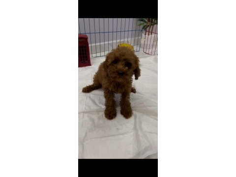 Tüy dökmeyen kalite sağlık ırk garantili poodle yavrularımız