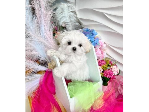 Safkan 2 kg bichon frise yavrular