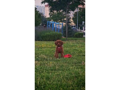 Poodle köpeğimiz