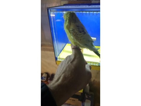 Yavru yavru teksas gold muhabbet kuşu