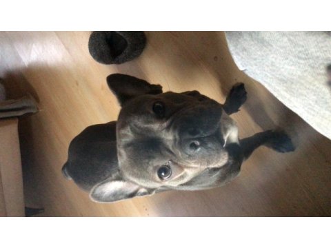 1.5 yaşında dişi blue french bulldog