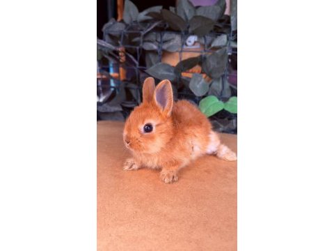 Hollanda lop ve cüce tavşanlar