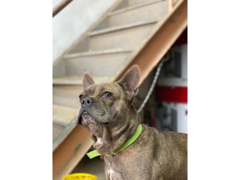 1.5 yaşında erkek çok uysal ve çok akıllı french bulldog