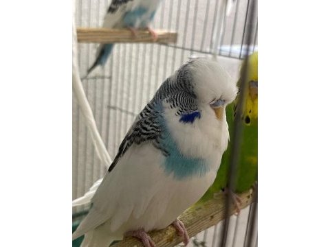 Jumbo muhabbet kuşları siirt merkez