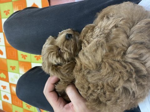 3 aylık aşıları yapıldı dişi maltipoo yavru