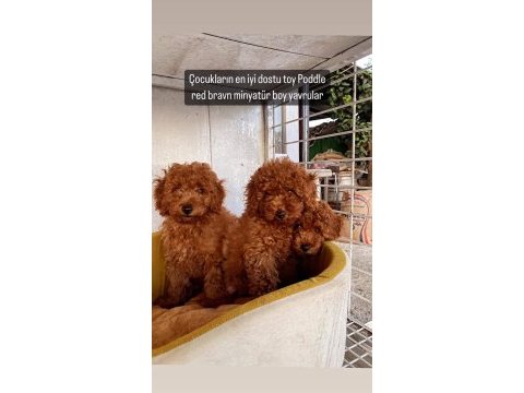 Toy poodle red brown mini boy yavrular