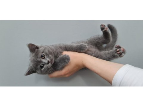 2 aylık british shorthair