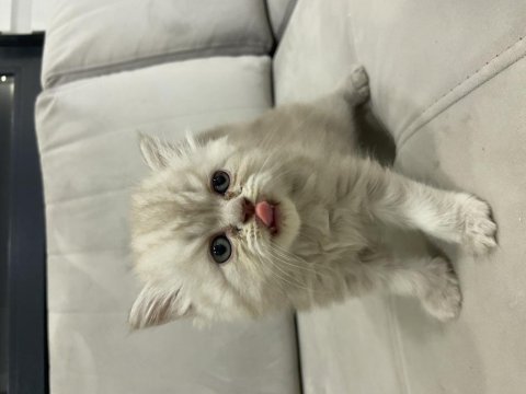 British longhair 43 günlük yavru kedimiz