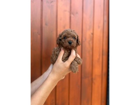 Pamuk gibi toy poodle yavrularım