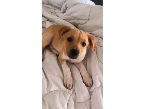 Jack russell pinscher yavrusu