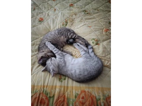Oyuncu 3 aylık erkek iki british shorthair yavrularımız