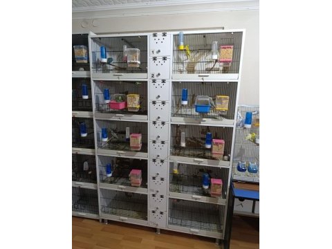 Toplu şekilde verilecek muhabbet kuşlar