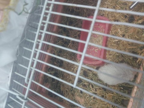 Acil satılık hamster
