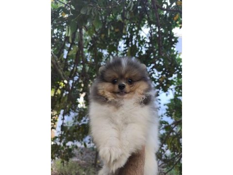 Pomeranian bebek suratımız yeni yuvasını arıyor