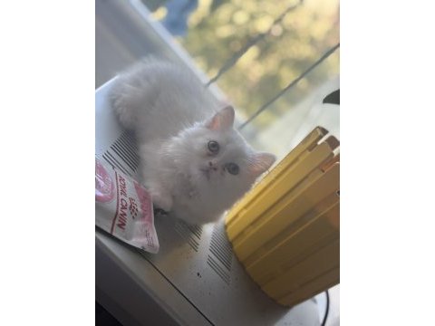 2,5 aylık yavru chinchilla kediler