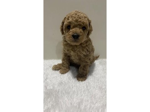 Red renk tarçın renk dişi erkek poodle yavrular