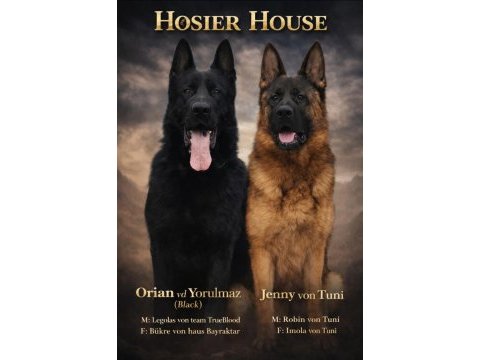 Pars prenses peri hosier house alman kurdu