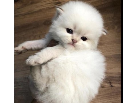 Muhteşem safkan british longhair ve british shorthair yavru