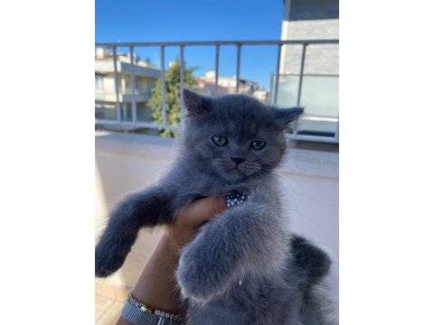 2 aylık british shorthair bebekler